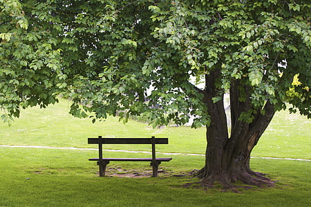 bench, tree, grass, park, green, empty