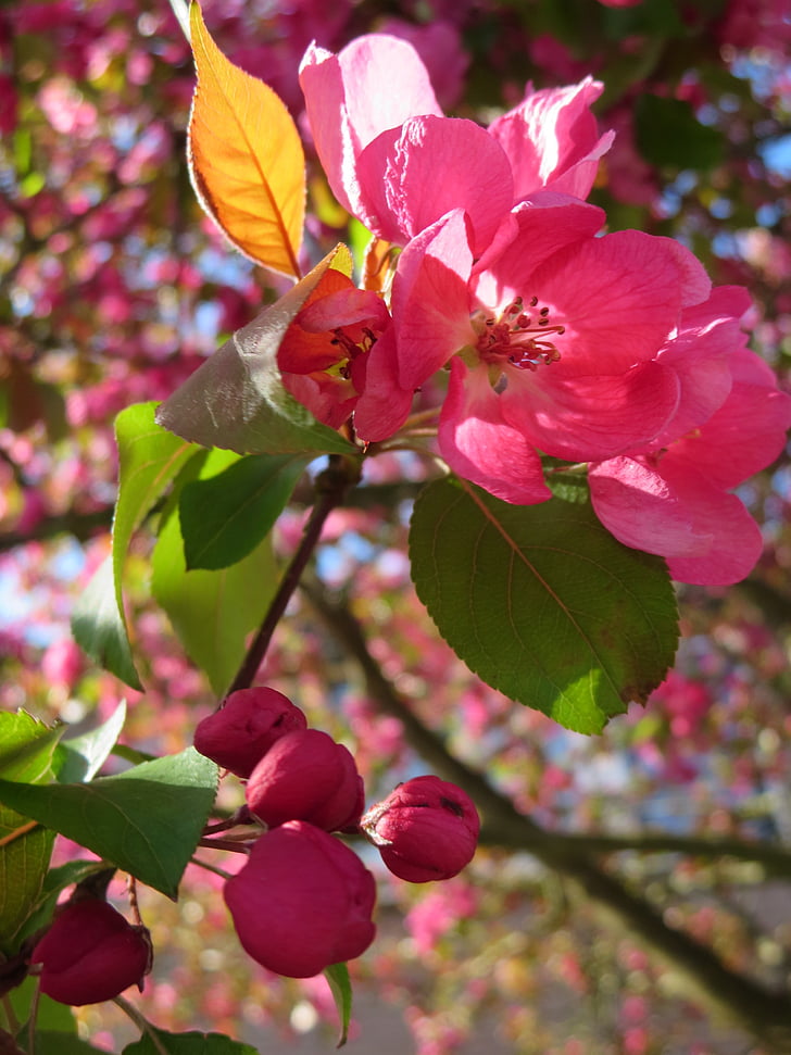 Blossom, arbre, printemps, Rose