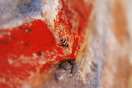 insect, insects, animals, nature, macro, ladybug, red