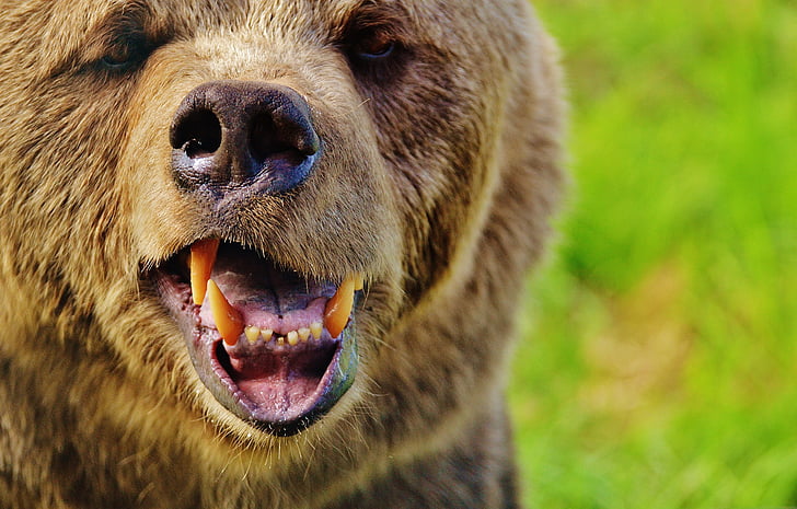 Europejski niedźwiedź brunatny, dzikie zwierzę, Niedźwiedź, niebezpieczne, Świat zwierząt, futro, Natura