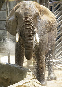 elephant, wildlife, nature, big, enclosure, shower, water