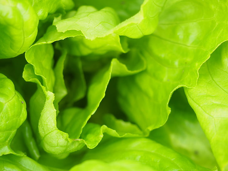 leaf lettuce, garden, green, frisch