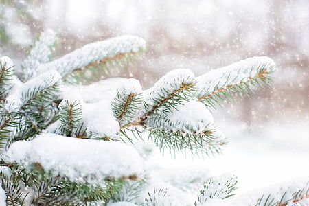 hó fenyő, fenyő ága, téli, hó, fa, fióktelep, Karácsony