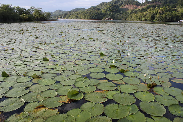 água, Rio, natureza, paisagem, selva, Destaques, Guatemala