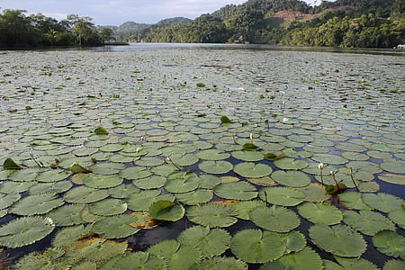 vesi, River, Luonto, maisema, Jungle, Kohokohdat, Guatemala