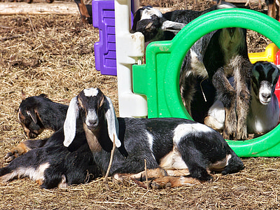 goats, nubian, kids, farm, animal, pet