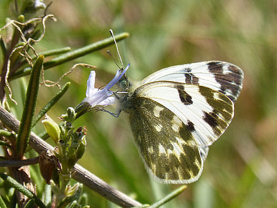 motýl, Rosemary, LIBAR, černá a bílá, jaro