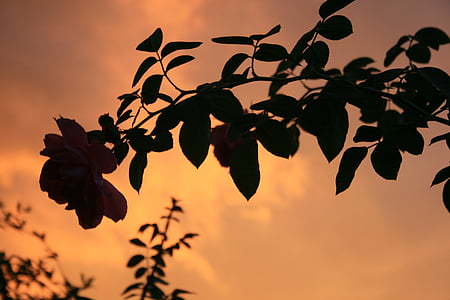 oranž taevas, Sunset, pärast tormi, tormine pilved, Kuldne kuma, valgus, Roosi siluett