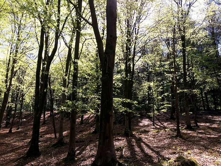 skov, træer, natur, Woods