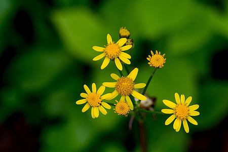 노란색, 꽃, 자연, 아름 다운, 봄, 공장, 꽃