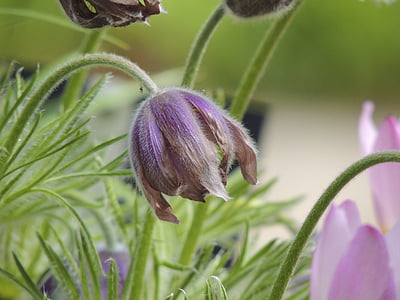 pasque цветя, алпийски pasqueflower, макрос, pasqueflower, Космат, Космат männle