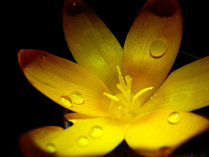 yellow, flower, plant, flowers, black, petal, drip