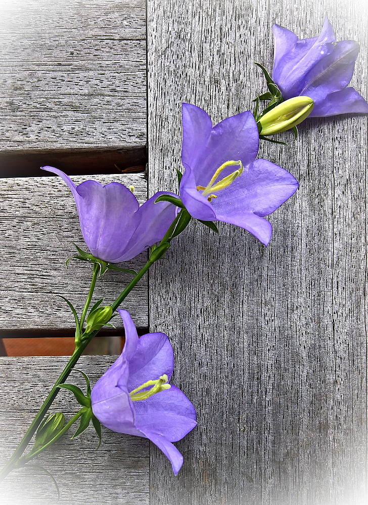 flor, Bellflower, arbust, Panícula de flor, grans flors, violeta, tubs de pol·len grocs