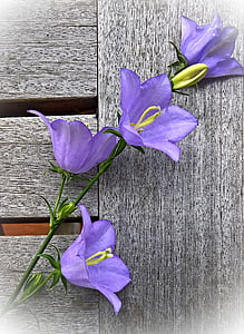 bunga, Bellflower, semak, Malai bunga, bunga besar, ungu, tabung serbuk sari kuning