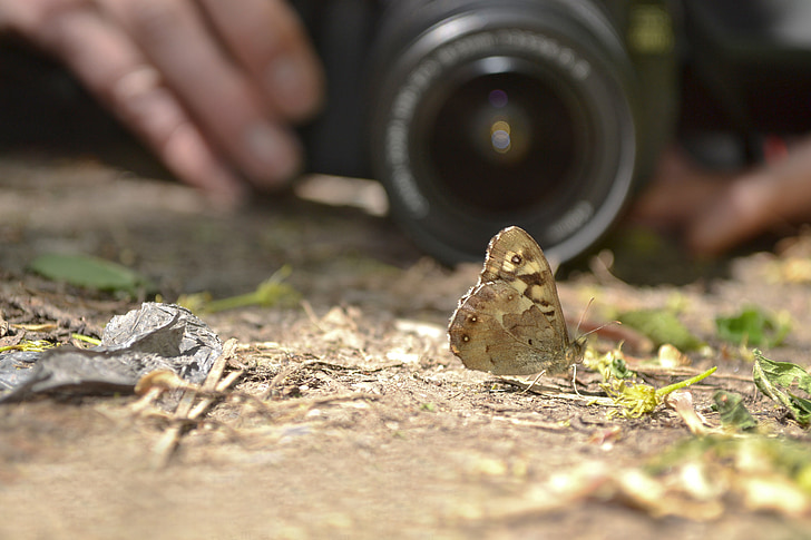 fotographer, fjäril, lins, naturen, Vacker, fokus, optiska