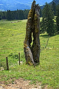 old tree, butt, tree, tree stump, broken, tree trunk, dead tree