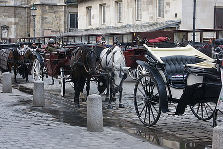 vienna, carriages, horses