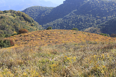 faisceau d’herbe jaune, flanc de coteau, automne, Affichage, nature