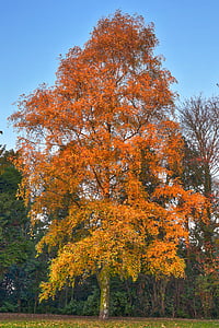 σημύδα δέντρο, το φθινόπωρο, βετούλης (σημύδας), δέντρο, φύλλωμα, πτώση, δάσος