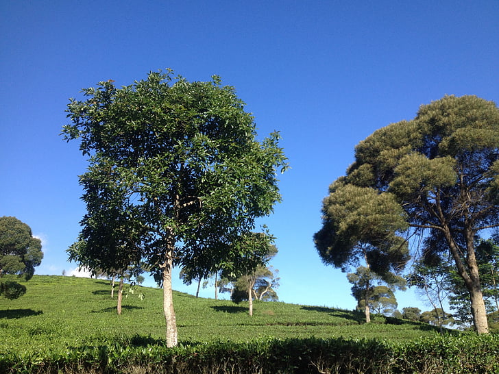 cielo azul, campo de té, árboles, naturaleza, verano