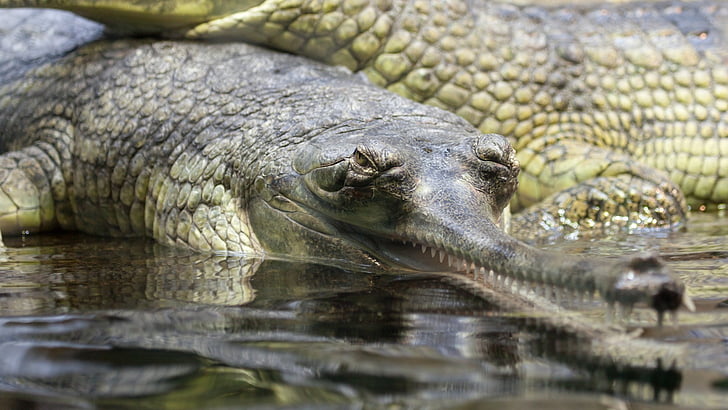 gavial, Gangese gaavial, alligaator, looma, Suurendus:, krokodill, oht