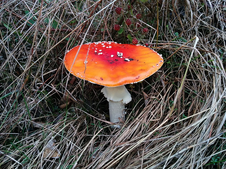 fly agaric, mushroom, nature, forest, red fly agaric mushroom, toxic, autumn