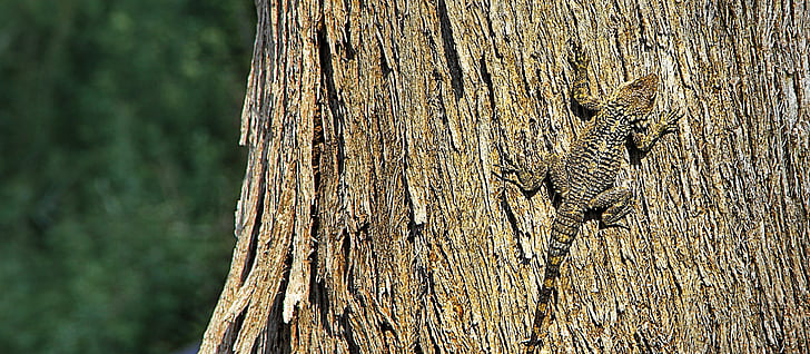 lizard, camouflage, bark, climb, tree hunting, reptile, nature