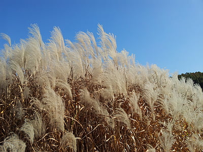 daechung, podzim, stříbrný tráva