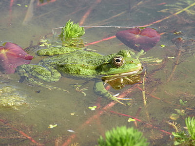 frosk, grønn, natur, vann, dammen, amfibier, dyr