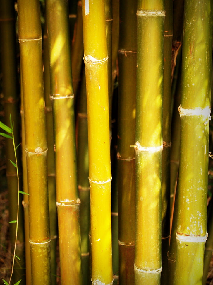bambus, Les, Japonsko, pozadí, strom, venkovní, dekorace