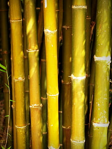 bambú, bosc, Japó, fons, arbre, l'aire lliure, decoració