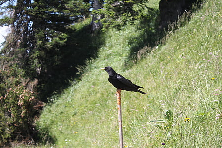 pássaro, preto, Suíça, bergdohle, natureza, animal, pássaro preto