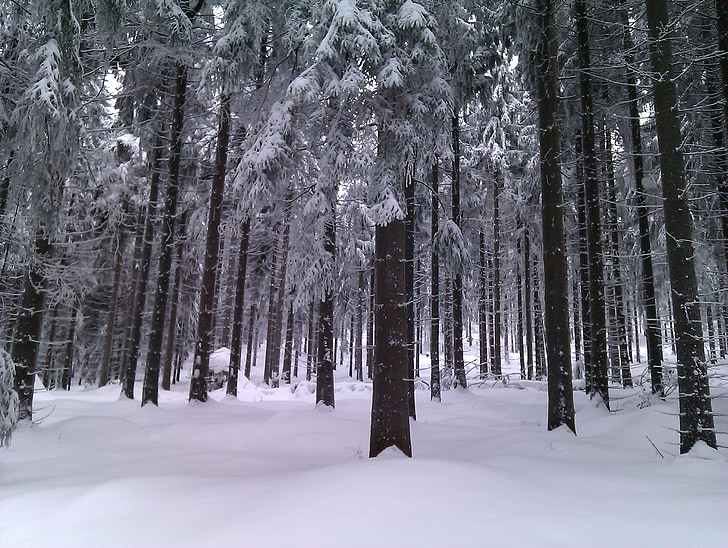 téli, erdő, hó, fák, havas, hideg