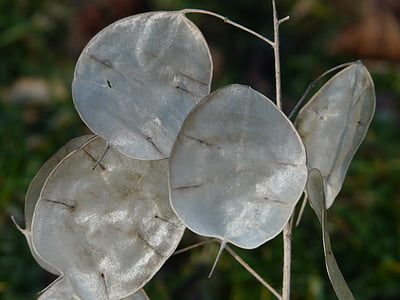 Silberling, um ano, folha de prata, folha, folhas, planta, natureza