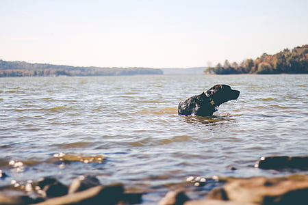 สุนัข, น้ำ, ว่ายน้ำ, สุนัข, ลูกสุนัข, สัตว์เลี้ยง, เล่น