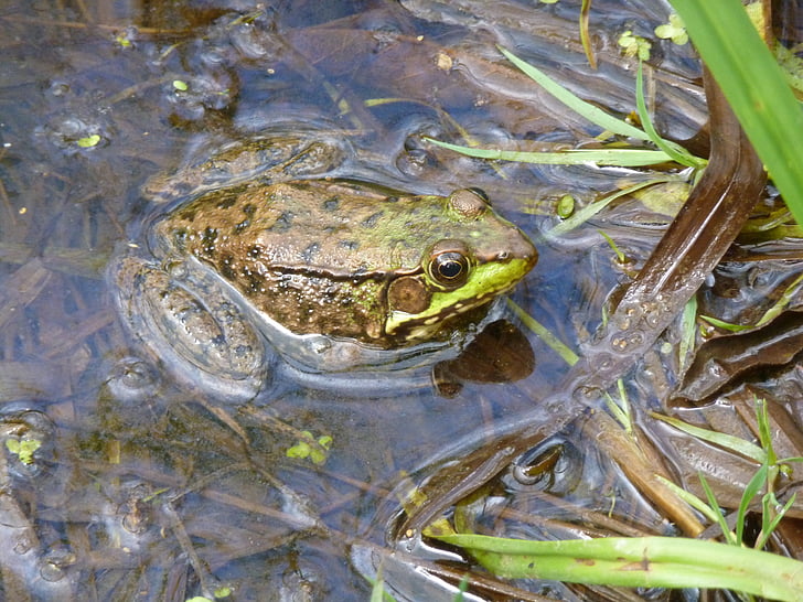 ếch, màu xanh lá cây, Ao, mùa hè, động vật lưỡng cư, phát hiện, Thiên nhiên