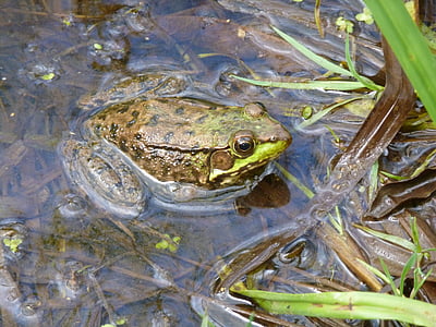 青蛙, 绿色, 池塘, 夏季, 两栖类动物, 发现, 自然