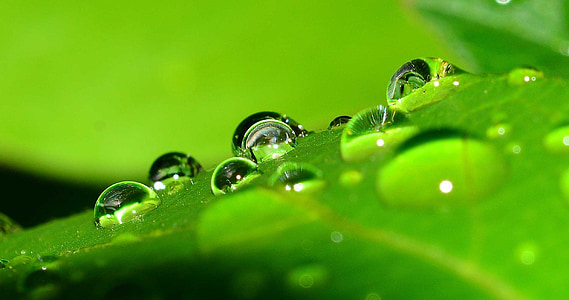 drops, nature, grass, water, drop, dew, leaf