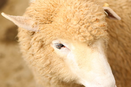 animal, close-up, bonito, peludo, pecuária, ovelhas, vida selvagem