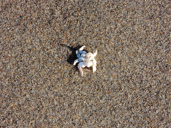 crabe, sable, coquille de crabe, coquille, carcasse, océan, Côte