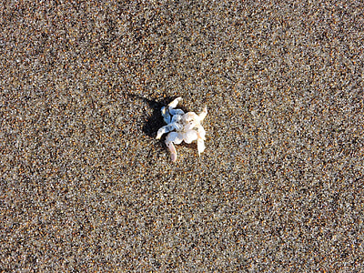 crab, sand, crab shell, shell, carcass, ocean, coast