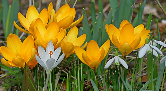 Crocus, lumikello, kevään, kevään merkkejä, kukat, kasvi, alussa munaus
