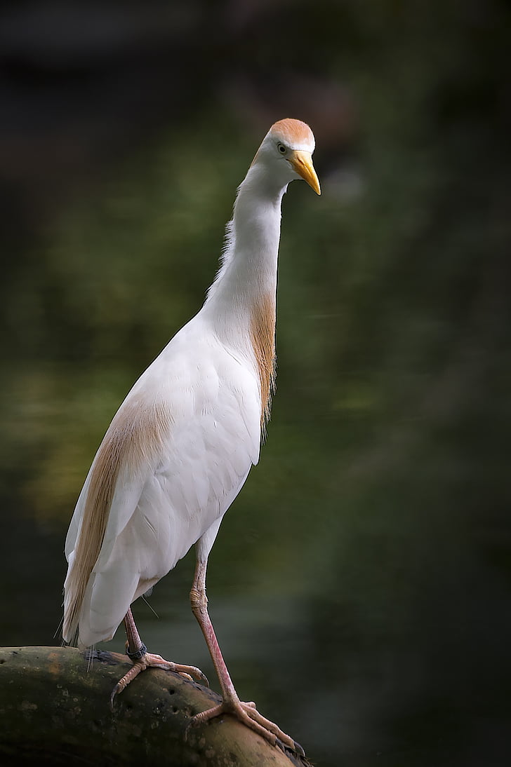 heron, cattle egret, bird, bill, zoo, eastern, white