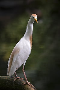 Heron, garcilla bueyera, pájaro, proyecto de ley, Parque zoológico, oriental, Blanco