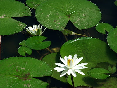 natur, Vitória régia, blomst, Lake
