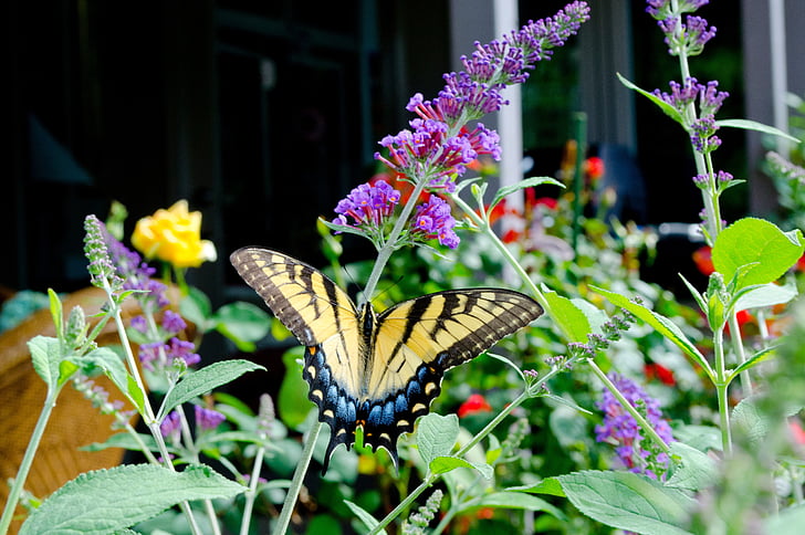 Motyl, Butterfly bush, kolorowe, kwiaty