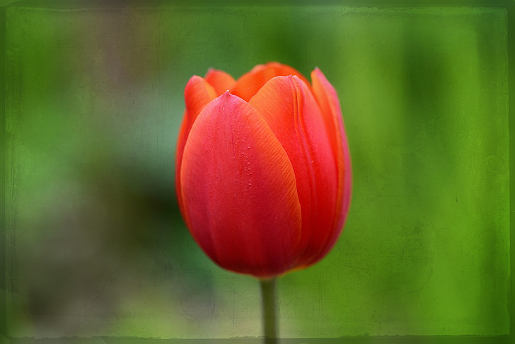 Tulip, flor, rojo, flor, floración, flor de primavera, schnittblume