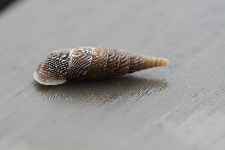 sneglen, Shell, roteret, smalle, pegede, Luk, mollusk