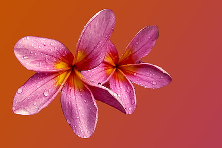 flor, flor, flor, -de-rosa, filigrana, fundo colorido, close-up