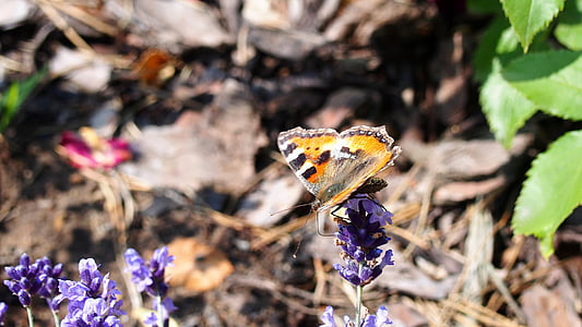 Schmetterling, Insekt, Makro, Natur, Flügel, Orange, Lavendel